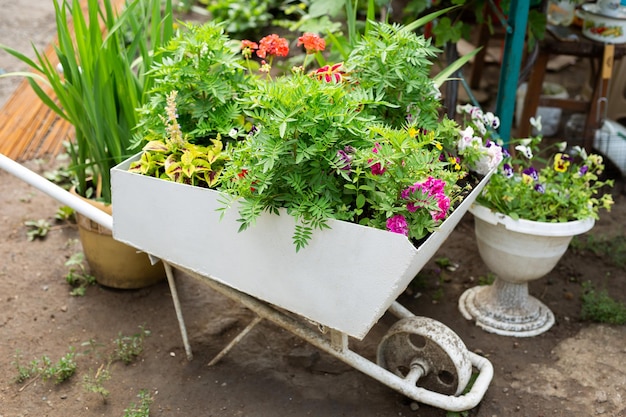 白い手押し車の夏の花のベッド