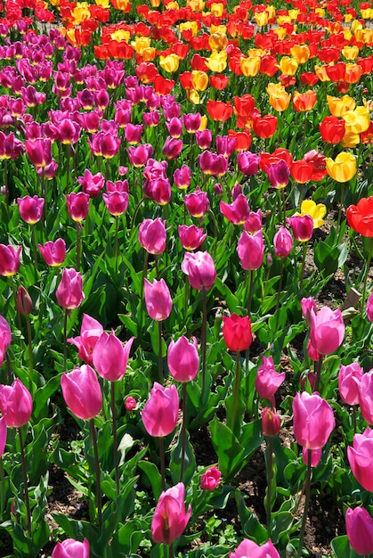 Bed of tulips