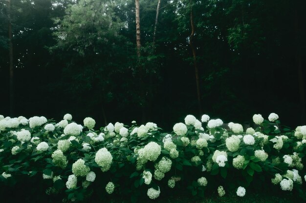 Foto un letto di fiori di ortensia rotondi bianchi in un parco buio