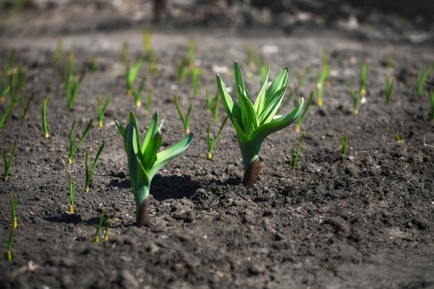 Letto con piantine di aglio verde semina primaverile di ortaggi nella fattoria di famiglia