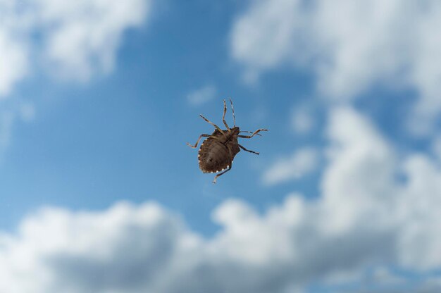 Photo bedbug in the blue sky