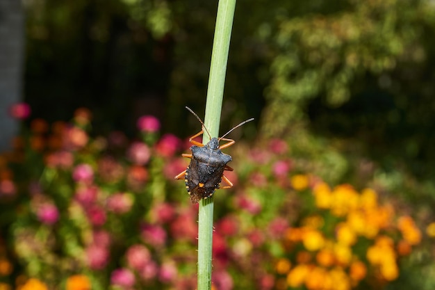 The bedbug redlegged lat Pentatoma rufipes crawls over plants in the garden