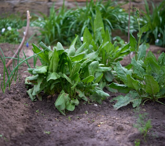 Bedden met groene bladeren van zuring in de tuin