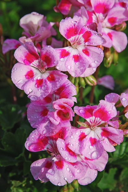 Beddengoed geranium roze bloemen in waterdruppels na regen