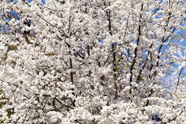 Bedek de kersentakken met witte bloemen in het voorjaar, het lenteseizoen in de boomgaard met fruitbomen