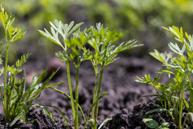 Bedekt met jonge wortelplantjes na de regen