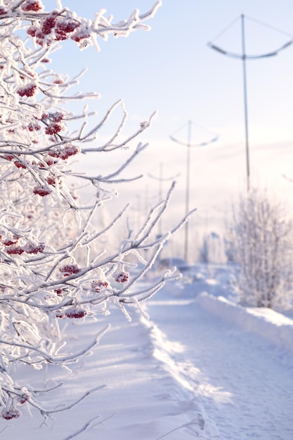 Bedekt met rijptakken van een lijsterbessenstruik met rode bessen tegen de achtergrond van een blauwe winterhemel