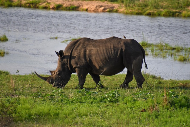 Bedreigde neushoorn op een veld met een rivier op de achtergrond