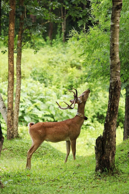 Bedreigde soorten Eld's Deer of Rucervus eldii zijn herbivoor in bos Thailand en Myanmar.