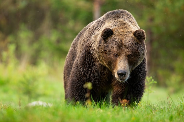 Bedreigend bruin beermannetje dat van vooraanzicht op weide in Hoge Tatra nadert