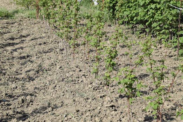 The beds raspberries The stems of raspberries on a trellis Squirting Growing raspberries in the garden