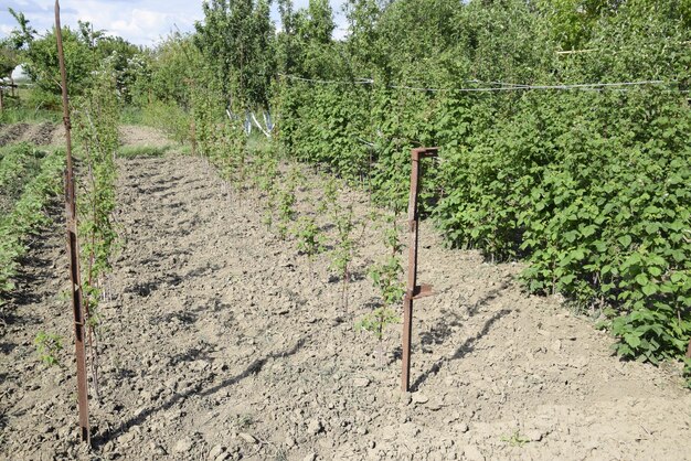 The beds raspberries The stems of raspberries on a trellis Squirting Growing raspberries in the garden