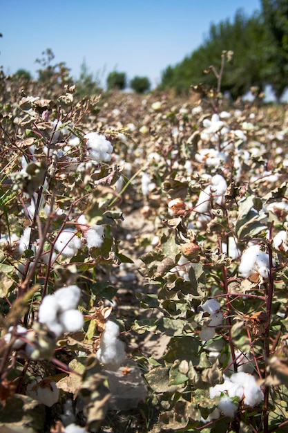 Beds with cotton in the field