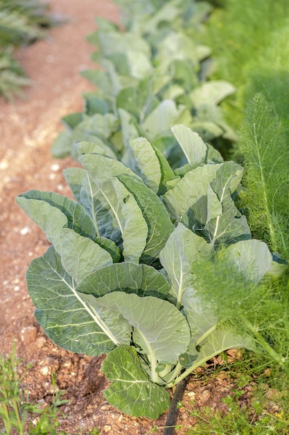 Beds with healthy organic broccoli plant growing in a vegetable garden sustainable farming local produce