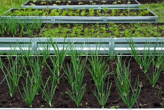 Beds with onions beets and cucumbers in a rustic vegetable garden