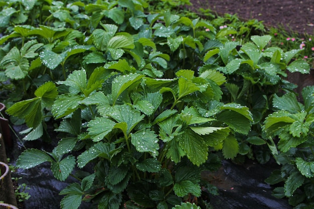 The beds with strawberries spring