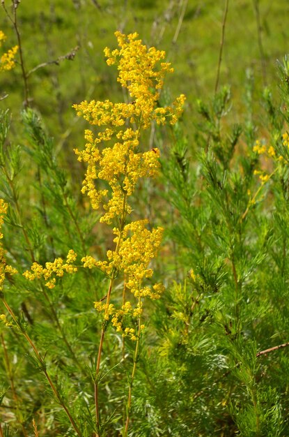 Bedstraw plant gras met gele kleine bloemen op vaag gras achtergrond selectieve focus