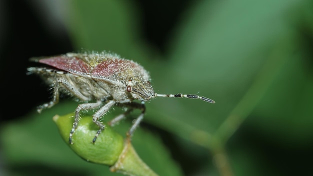 bedwants, stinkwants op een groen blad close-up