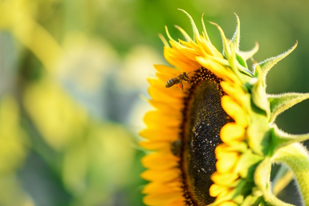 写真 蜂と花花粉かごが飛んでひまわりに蜂蜜を集める縞模様の蜂のクローズアップ