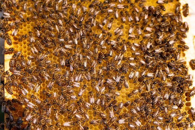 Bee apiary making sweet honey Beekeeping honeycomb frame