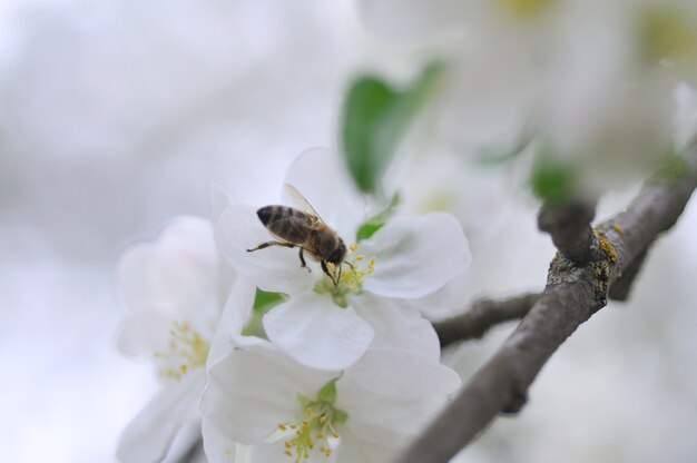 Bee on apple tree