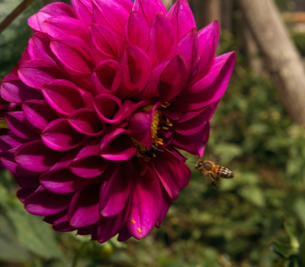 a bee approaching its flower