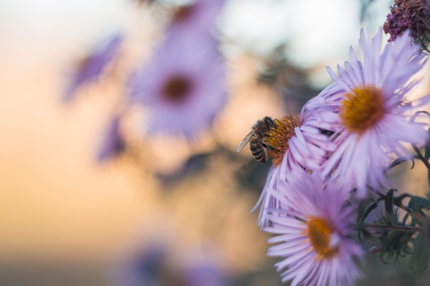 Bee on autumn light purple flowers