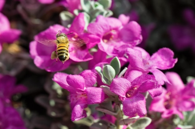 Ape su sfondo di fiori rossi primo piano