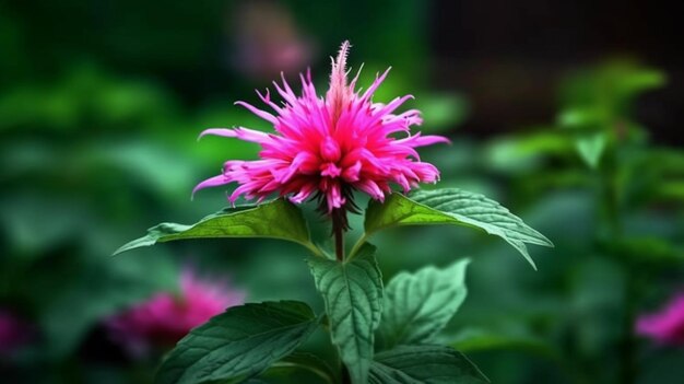 Bee Balm flower beautifully bloomed with natural background Generative AI