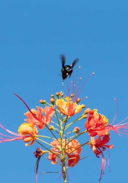 Bee beautiful bee mamangava die mooie bloemen bestuiven in de zomer in Brazilië natuurlijke licht selectieve focus