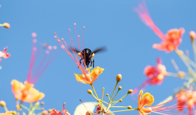 Bee beautiful bee mamangava die mooie bloemen bestuiven in de zomer in Brazilië natuurlijke licht selectieve focus