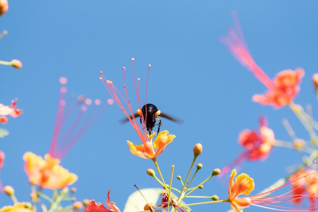 Bee beautiful bee mamangava die mooie bloemen bestuiven in de zomer in Brazilië natuurlijke licht selectieve focus