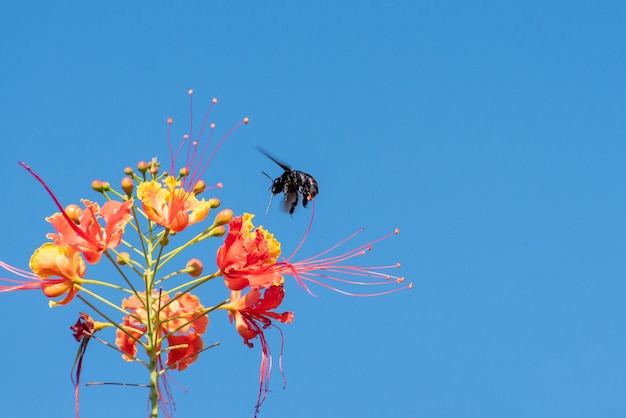 Bee beautiful bee mamangava pollinating beautiful flowers in summer in Brazil natural light selective focus