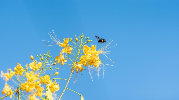 Пчела красивая пчела мамангава опыляет красивые желтые цветы летом в Бразилии естественный свет избирательный фокус
