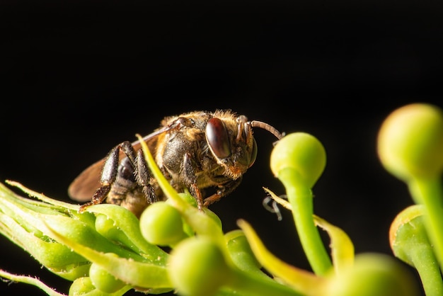 Bei dettagli dell'ape di una piccola ape visti attraverso un fuoco selettivo dell'obiettivo macro