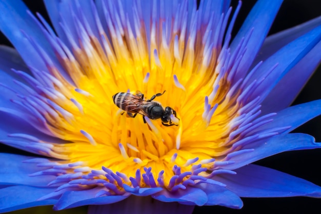 Bee on beautiful lotus flower.