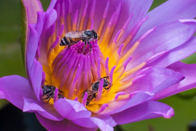 Bee on beautiful lotus flower.