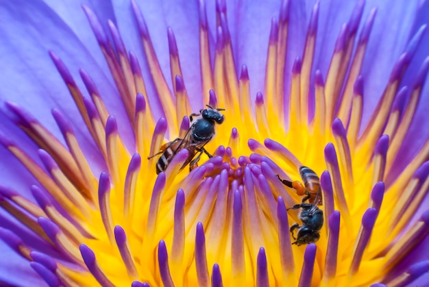 Bee on beautiful lotus flower.