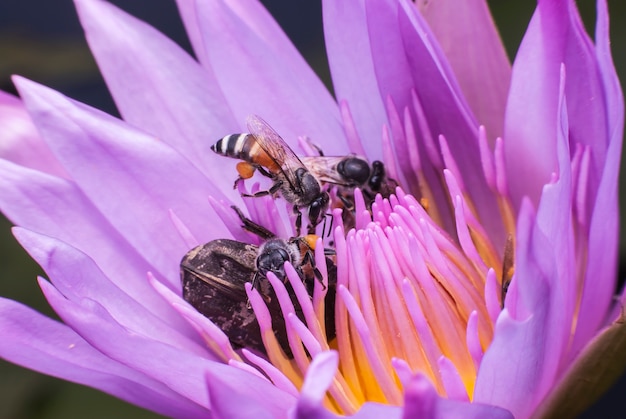 Bee on beautiful lotus flower.