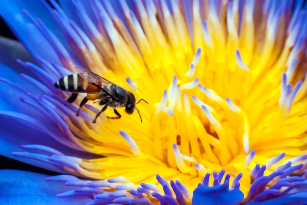 Bee on beautiful lotus flower.