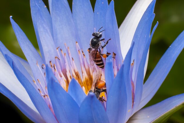 Bee on beautiful lotus flower.