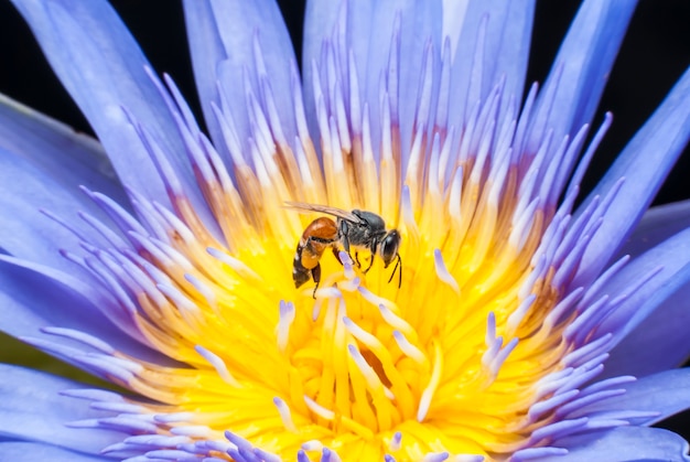 Bee on beautiful lotus flower.