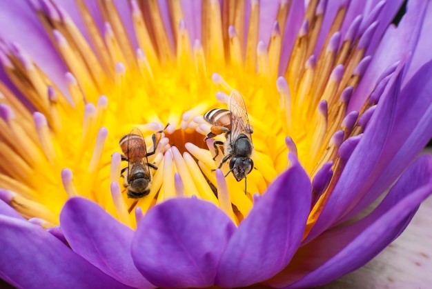 Bee on beautiful lotus flower.