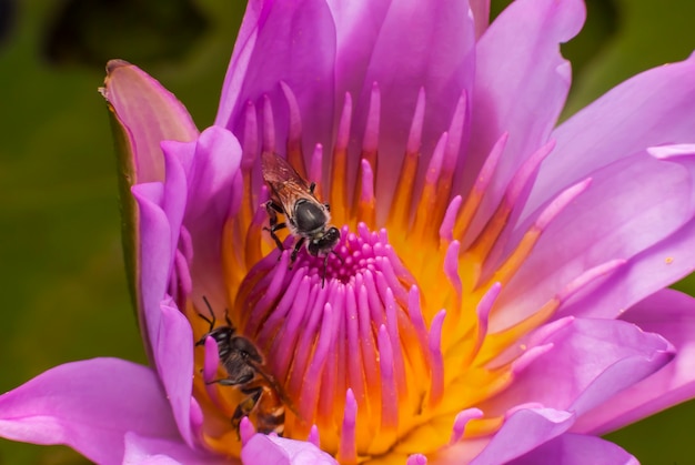 Bee on beautiful lotus flower.