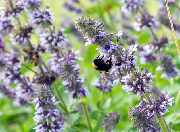 Bee on a beautiful meadow flower