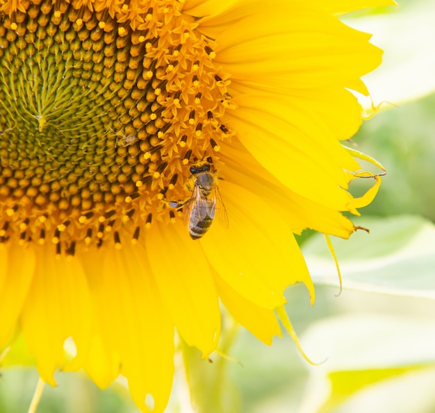 Bee on big sunflower