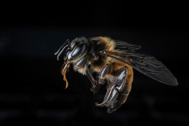 Bee on a black background with shadows