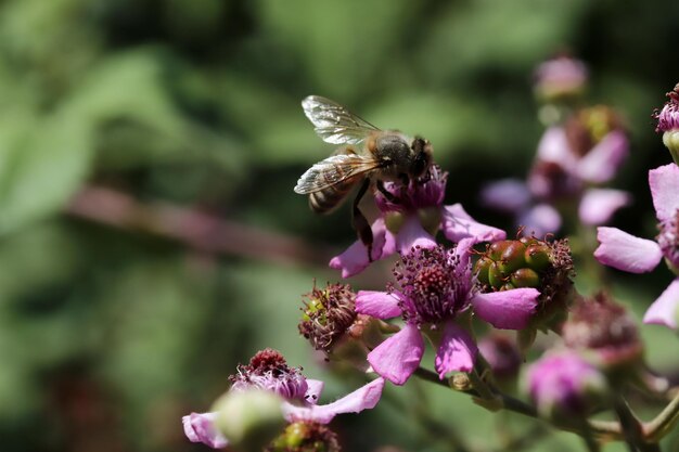 Bee on blackberry blossom in spring