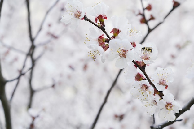 A bee on a branch of a cherry tree