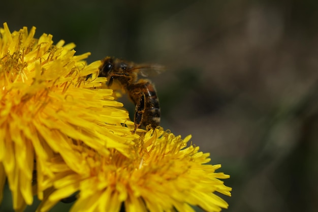 bee on the bright yellow dandelion in the garden closeup